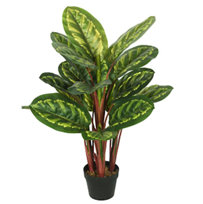 Indoor Plants The Home Depot